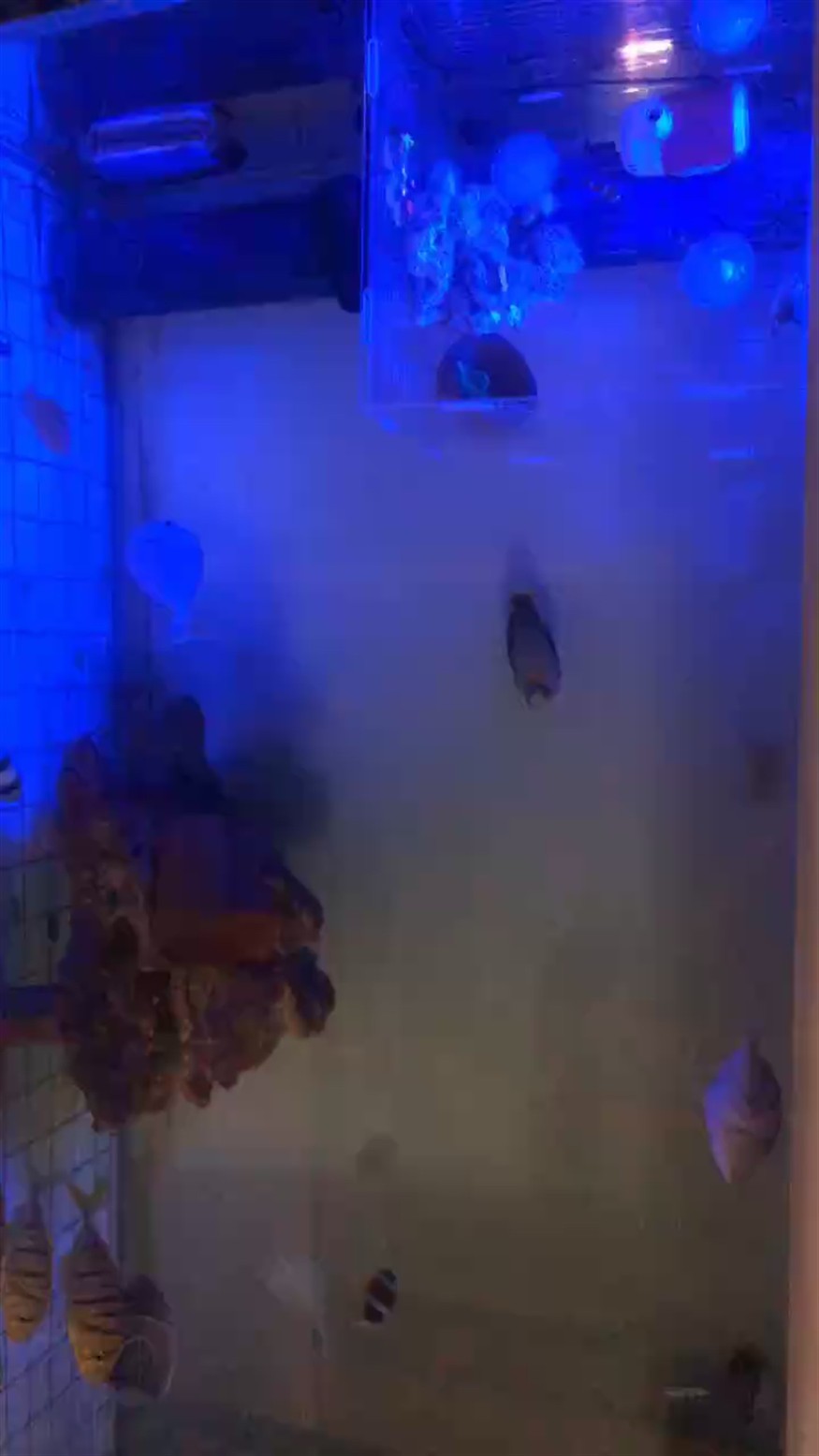 簡簡單單玩一玩，不知不覺下海1年了，