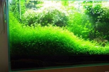 大魚缸水草種植：大魚缸水草種植技巧水草種植技巧水草種植需要注意以下幾點
