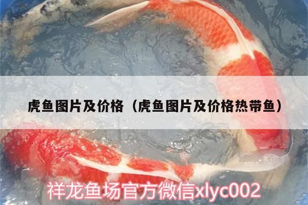 虎魚圖片及價格（虎魚圖片及價格熱帶魚）