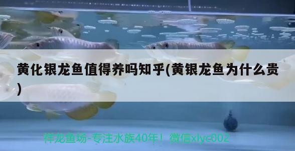 黃化銀龍魚值得養嗎知乎(黃銀龍魚為什么貴)