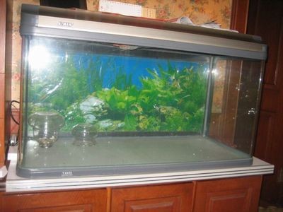 博山二手魚缸轉讓：博山地區(qū)二手魚缸轉讓信息