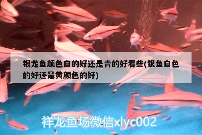 銀龍魚(yú)顏色白的好還是青的好看些(銀魚(yú)白色的好還是黃顏色的好)