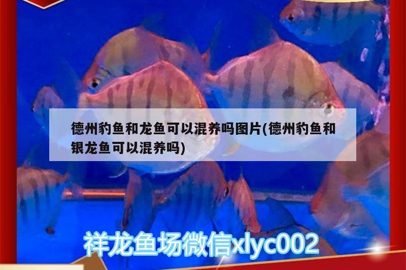 德州豹魚和龍魚可以混養嗎圖片(德州豹魚和銀龍魚可以混養嗎)