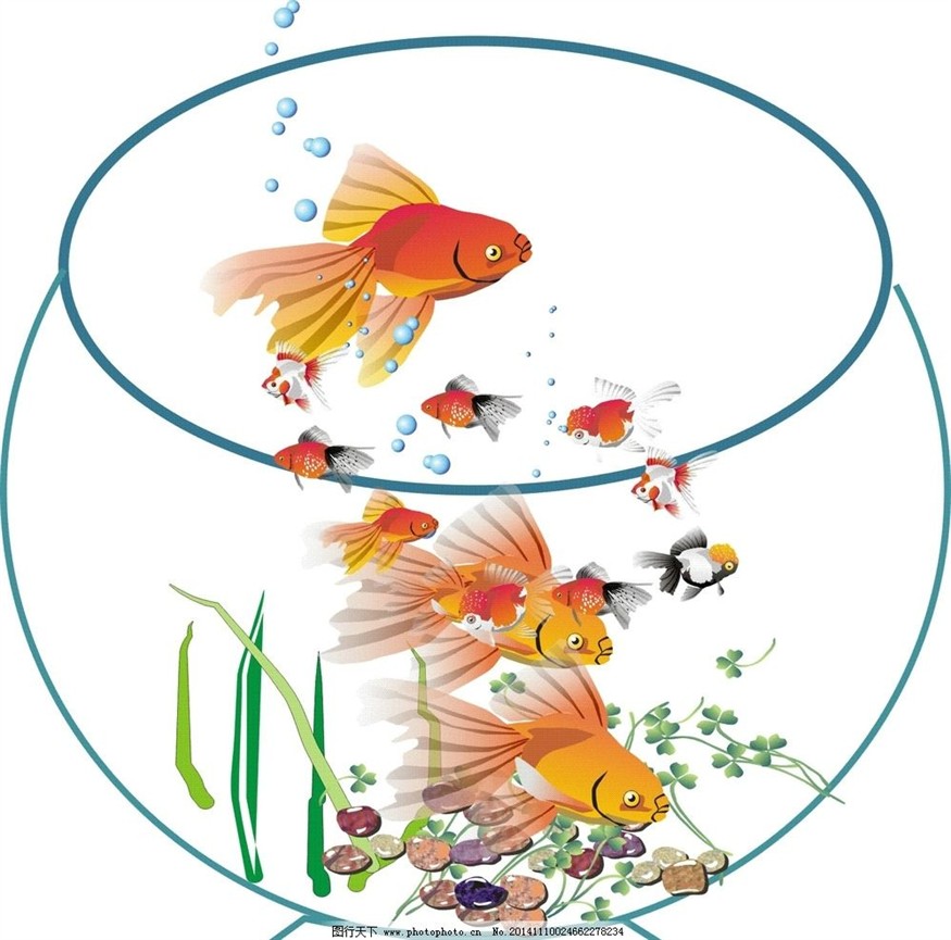 紅龍魚用白色背景養(yǎng)行嗎（紅龍魚用白色背景養(yǎng)行嗎圖片）