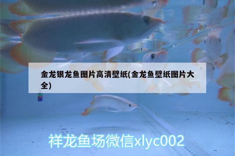 金龍銀龍魚圖片高清壁紙(金龍魚壁紙圖片大全)