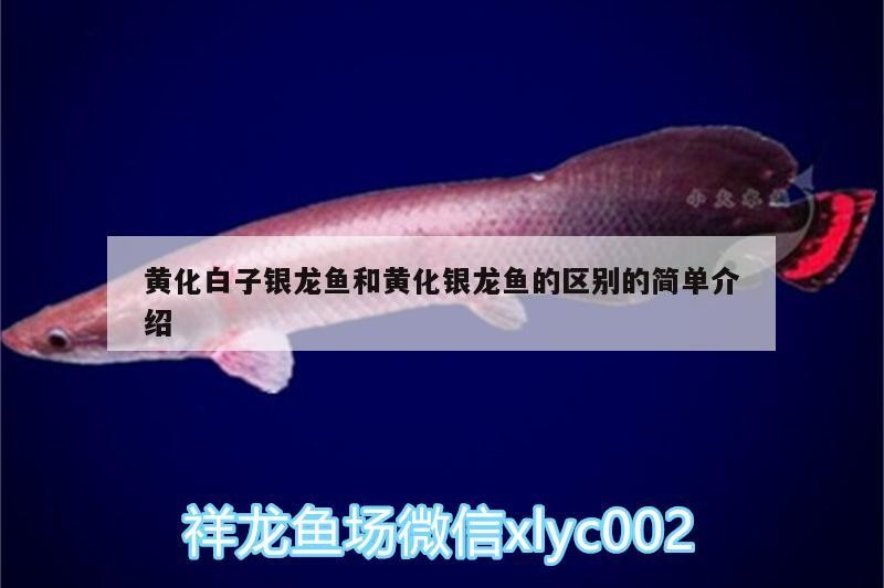 黃化白子銀龍魚和黃化銀龍魚的區(qū)別的簡單介紹