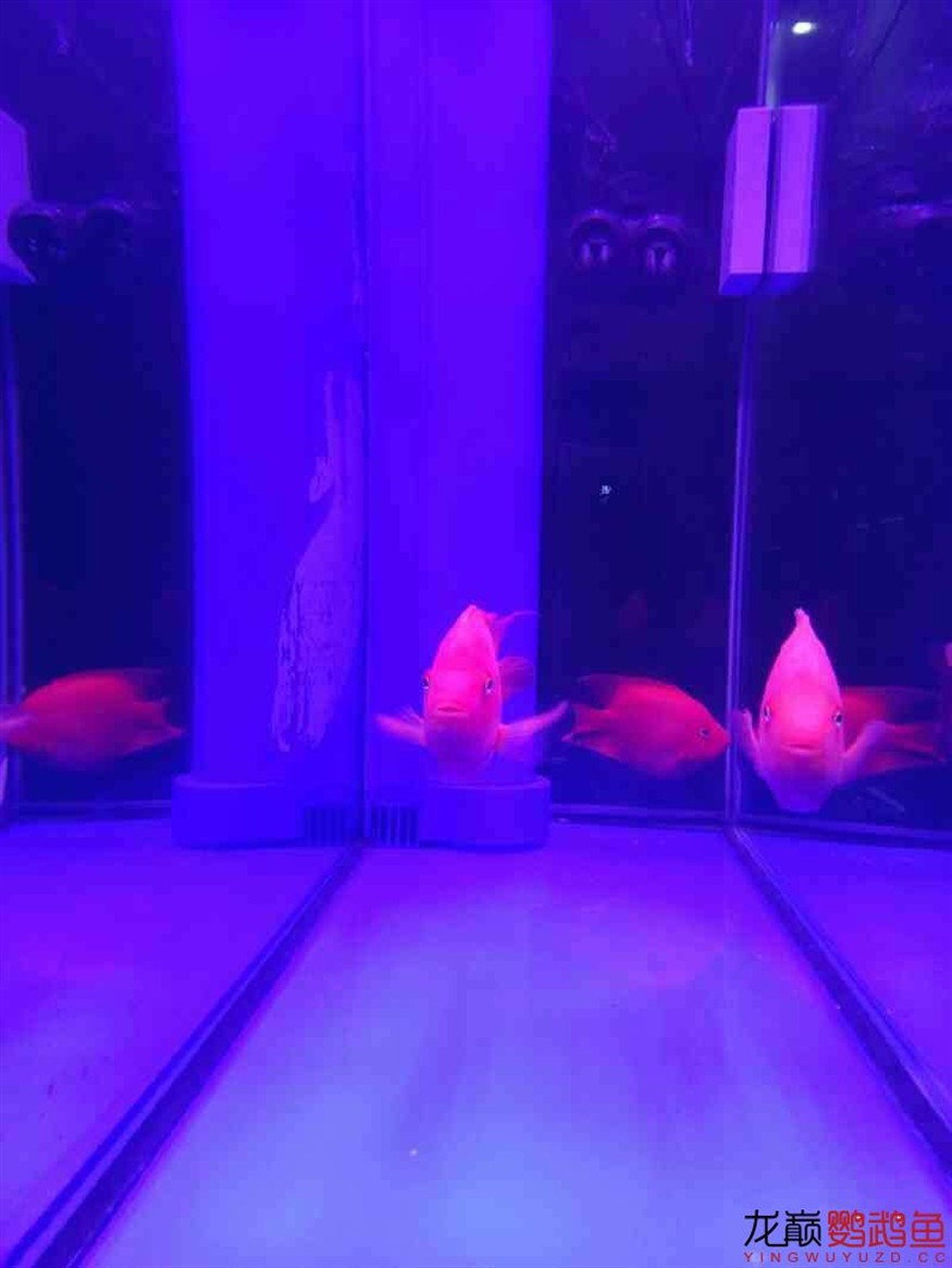 闖缸三劍客