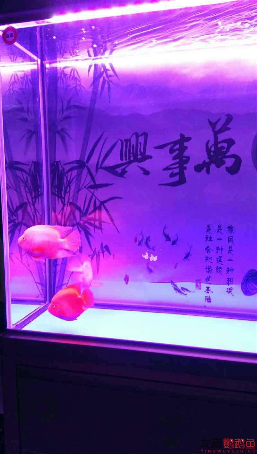 闖缸三劍客