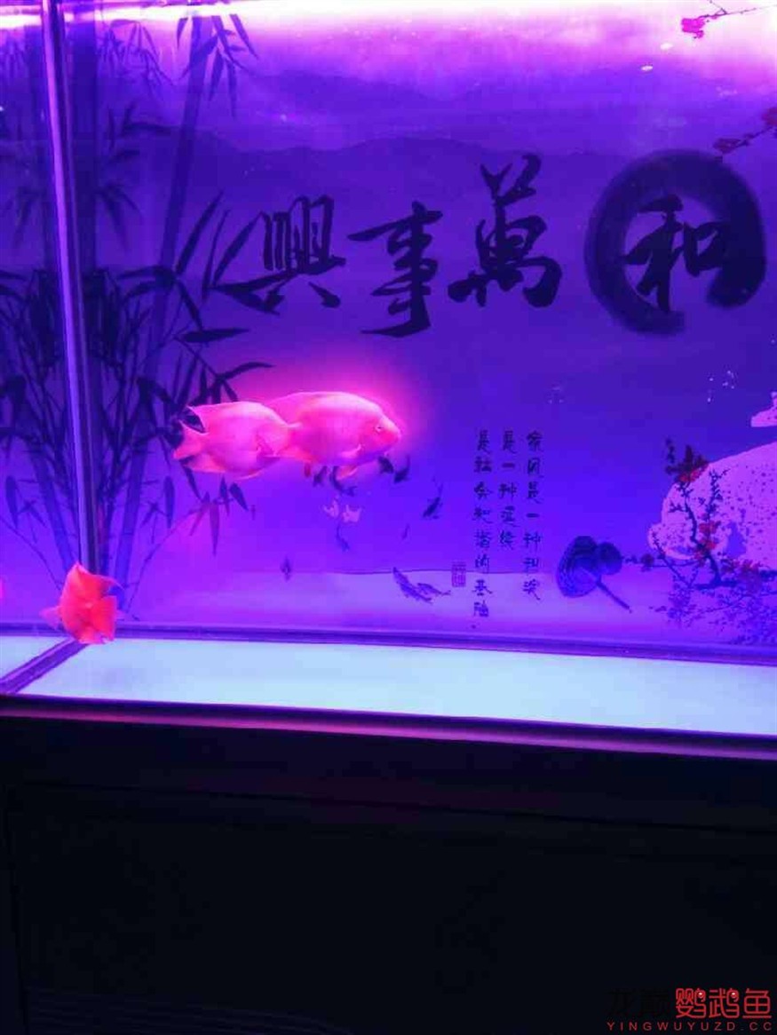 闖缸三劍客