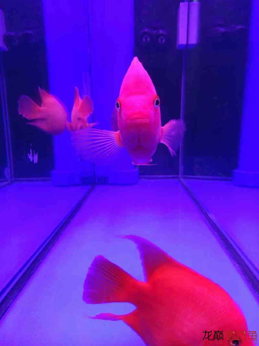 闖缸三劍客