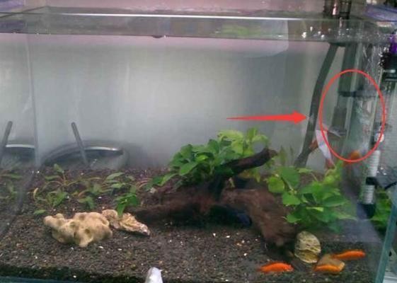 雅安市雨城區(qū)可麗愛水族館（雅安市雨城區(qū)可麗愛水族館電話）