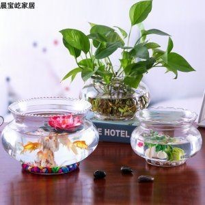 玻璃魚缸造景綠蘿怎么養(yǎng)：在玻璃魚缸中養(yǎng)綠蘿需要注意以下幾個方面