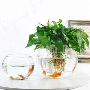 玻璃魚缸造景綠蘿怎么養(yǎng)：在玻璃魚缸中養(yǎng)綠蘿需要注意以下幾個方面