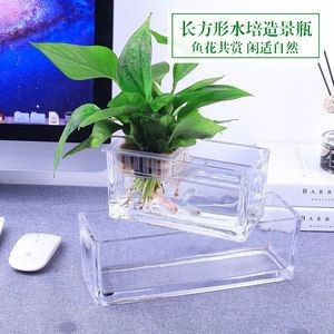 玻璃魚缸造景綠蘿怎么養(yǎng)：在玻璃魚缸中養(yǎng)綠蘿需要注意以下幾個方面