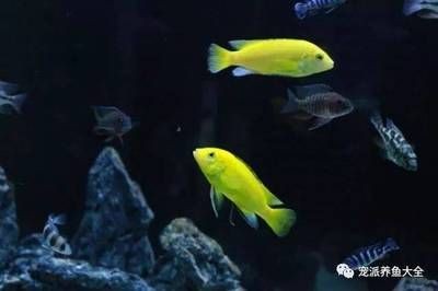 1.8米長0.6米寬0.7米高的魚缸用什么玻璃好些：1.8米長的魚缸用什么玻璃好些