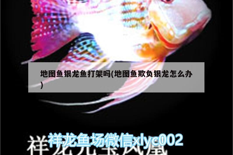 地圖魚銀龍魚打架嗎(地圖魚欺負銀龍怎么辦)