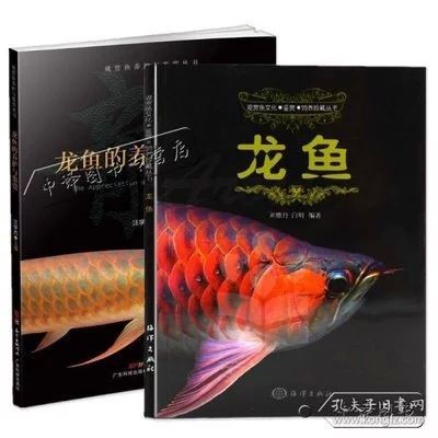 龍魚的養護與鑒賞作文300字左右怎么寫的呀