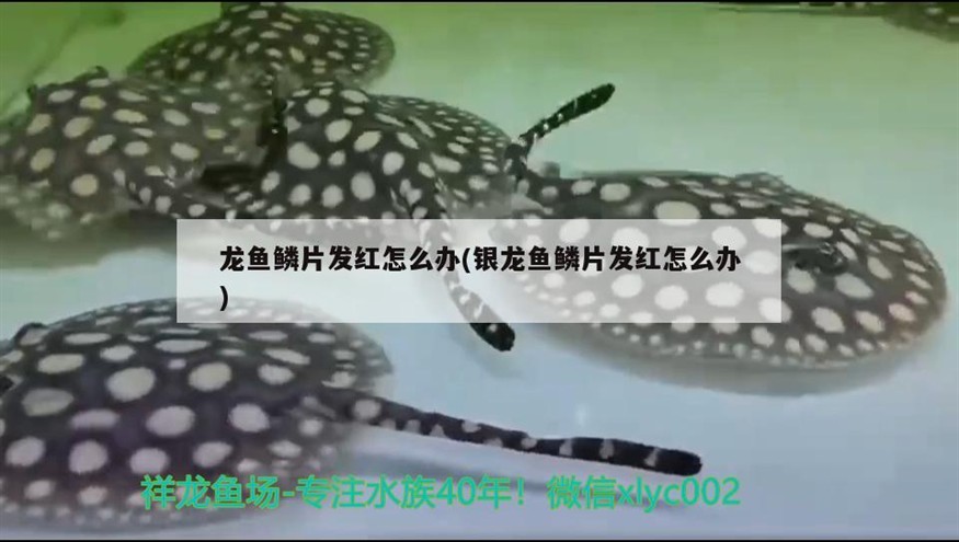 龍魚鱗片發紅怎么辦(銀龍魚鱗片發紅怎么辦)