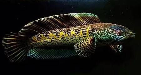 眼鏡蛇雷龍魚產(chǎn)地