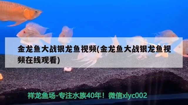 金龍魚大戰銀龍魚視頻(金龍魚大戰銀龍魚視頻在線觀看)