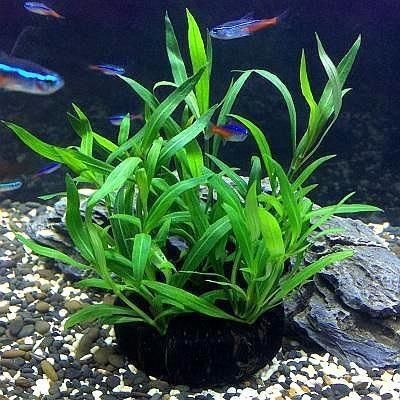 冬天魚缸種什么水草：冬季水草養護技巧