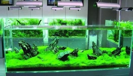 冬天魚缸種什么水草：冬季水草養護技巧