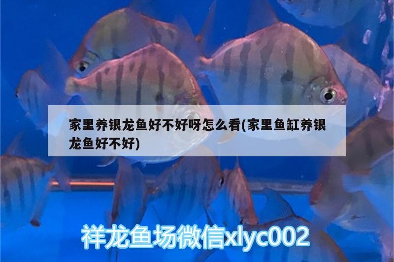 家里養(yǎng)銀龍魚好不好呀怎么看(家里魚缸養(yǎng)銀龍魚好不好)