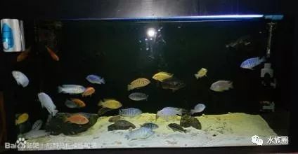 慈鯛魚魚缸怎么布置：慈鯛魚的魚缸布置技巧