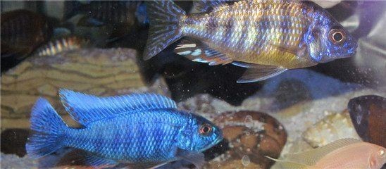 慈鯛魚魚缸怎么布置：慈鯛魚的魚缸布置技巧