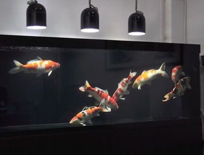 1.2米魚缸錦鯉：一個1.2米的魚缸養(yǎng)5到7條錦鯉合適嗎？