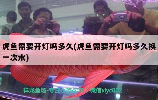 虎魚需要開燈嗎多久(虎魚需要開燈嗎多久換一次水)