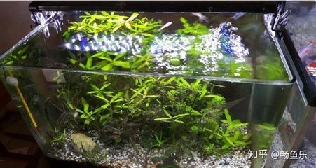 大魚缸水草怎么放進(jìn)去養(yǎng)魚：大魚缸種植水草養(yǎng)殖需要注意事項(xiàng)和注意事項(xiàng)和注意事項(xiàng)