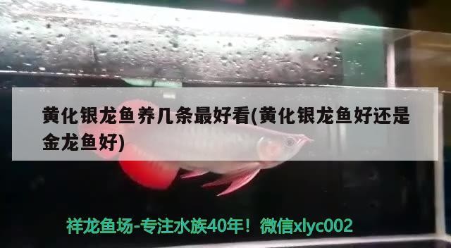 黃化銀龍魚養幾條最好看(黃化銀龍魚好還是金龍魚好)