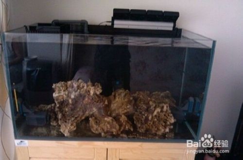 大魚缸如何開缸：養護大魚缸的注意事項