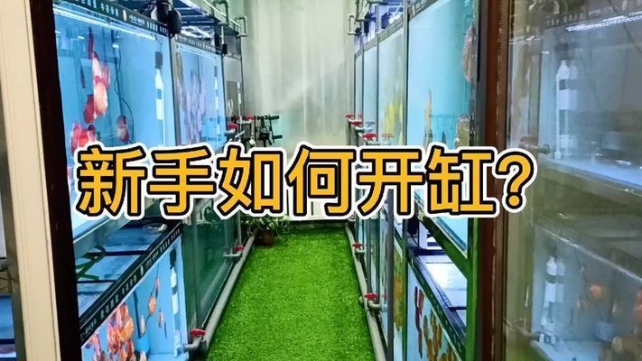 大魚缸如何開缸：養護大魚缸的注意事項
