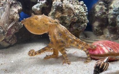 大梅趕海魚缸怎么養活：海洋生物放入魚缸前，需要確保其正常運行，確保其正常運行