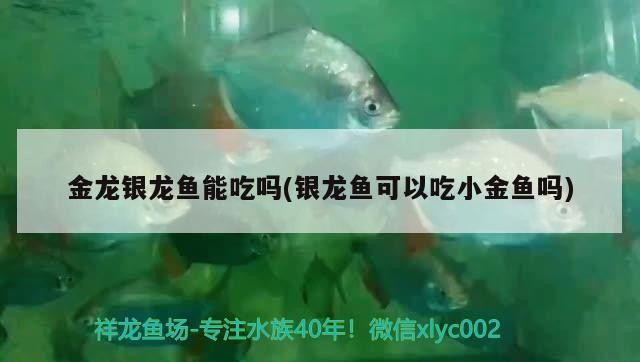 金龍銀龍魚能吃嗎(銀龍魚可以吃小金魚嗎)