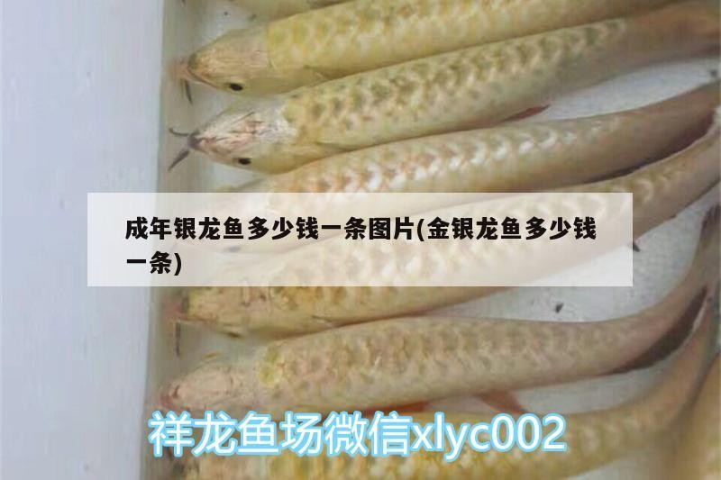 成年銀龍魚多少錢一條圖片(金銀龍魚多少錢一條)
