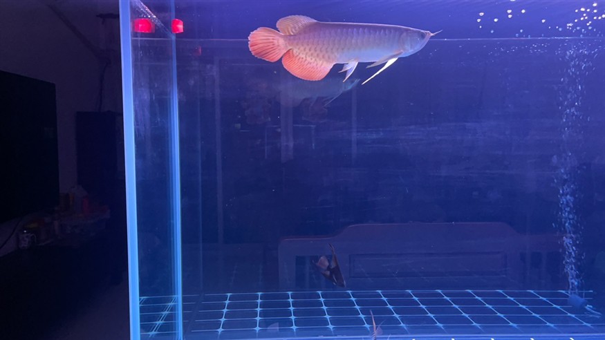 礦泉水下魚缸 放新紅龍魚!