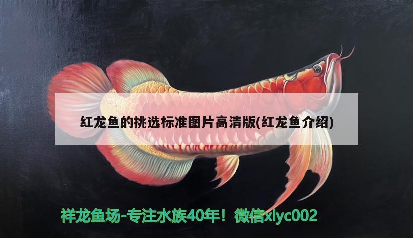 紅龍魚的挑選標準圖片高清版(紅龍魚介紹)