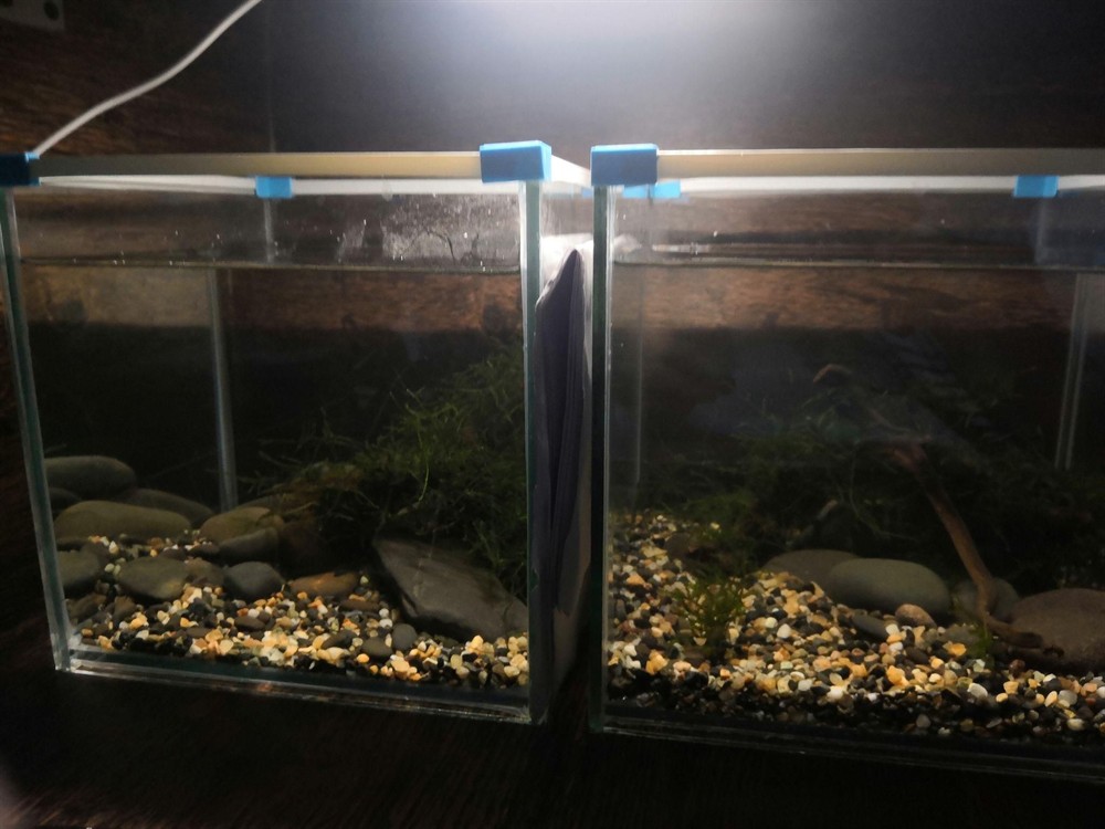 斗魚魚缸制作視頻：尋找斗魚魚缸制作視頻的幾個推薦視頻，供您參考