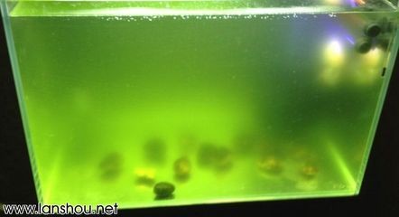 100l的魚缸：一個容積為100升的魚缸通常具有以下規格以下規格