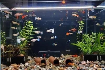 100l的魚缸：一個容積為100升的魚缸通常具有以下規格以下規格