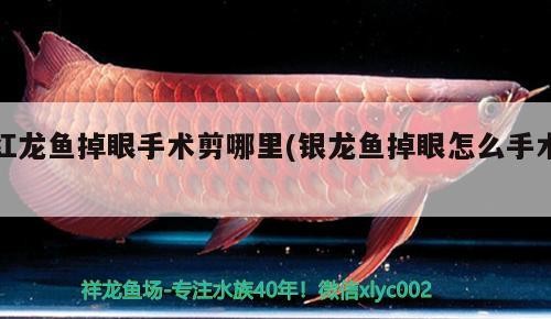 紅龍魚掉眼手術剪哪里(銀龍魚掉眼怎么手術)