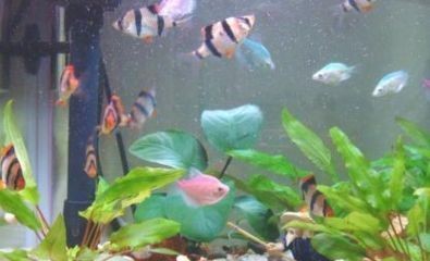 紅龍魚用什么顏色的燈光好看圖片（紅龍魚用什么顏色的燈光好看圖片大全）