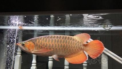 龍魚能吃蘋果嗎