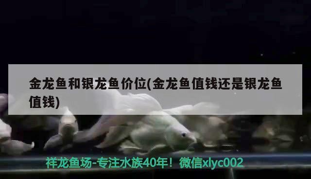 金龍魚和銀龍魚價(jià)位(金龍魚值錢還是銀龍魚值錢)