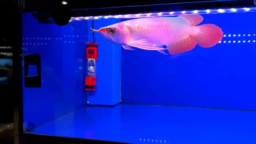 圣塔倫大湖魚(yú)  尺寸26/27
前鰭自然下掛  互動(dòng)性強(qiáng)   咬合力強(qiáng)