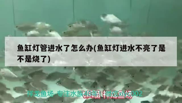魚缸燈管進水了怎么辦(魚缸燈進水不亮了是不是燒了)