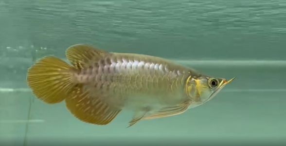 紅龍魚投資風險評估方法：紅龍魚市場價格波動規律